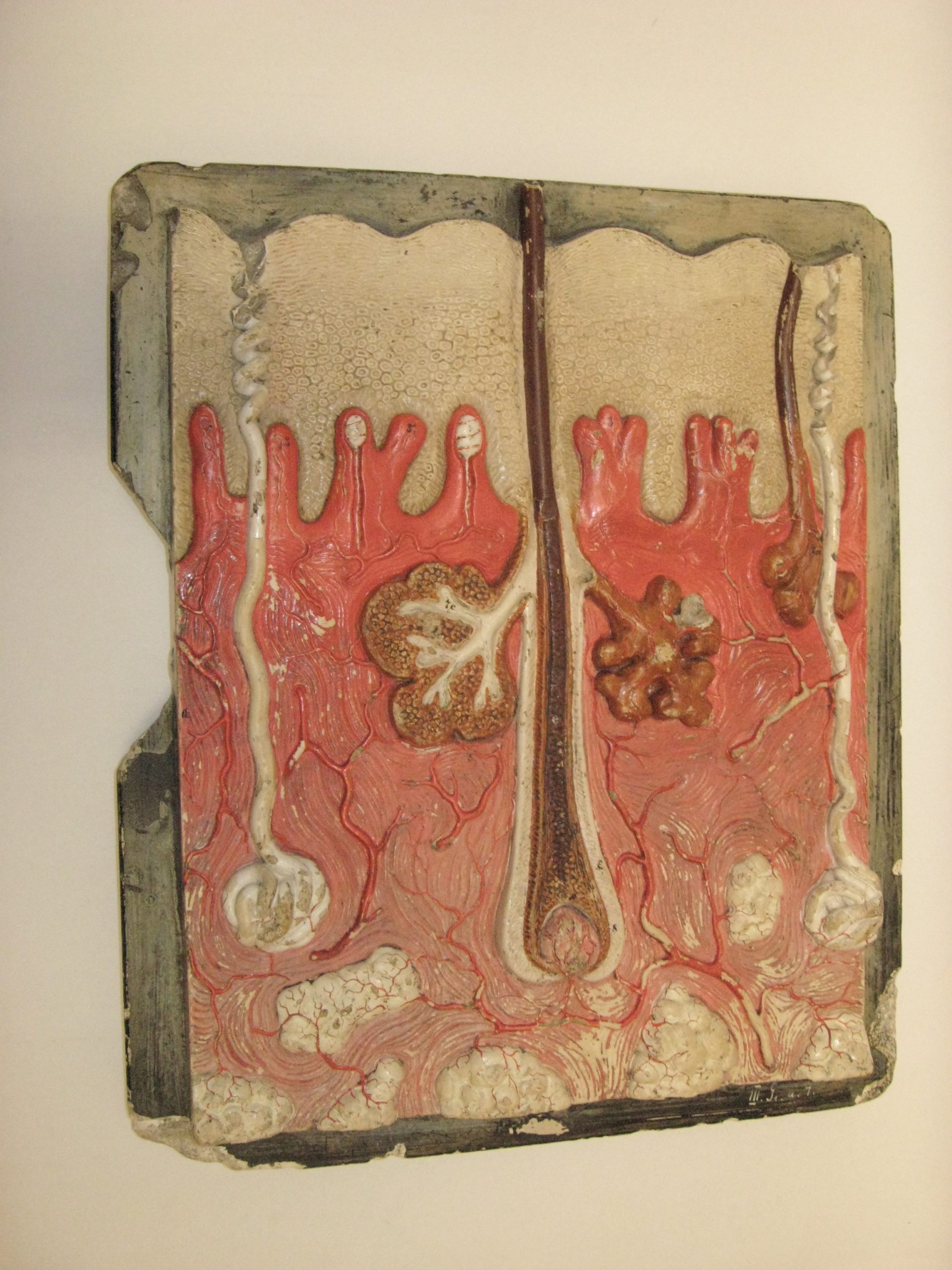 Educational Model Showing a Cross-Section of Human Skin.