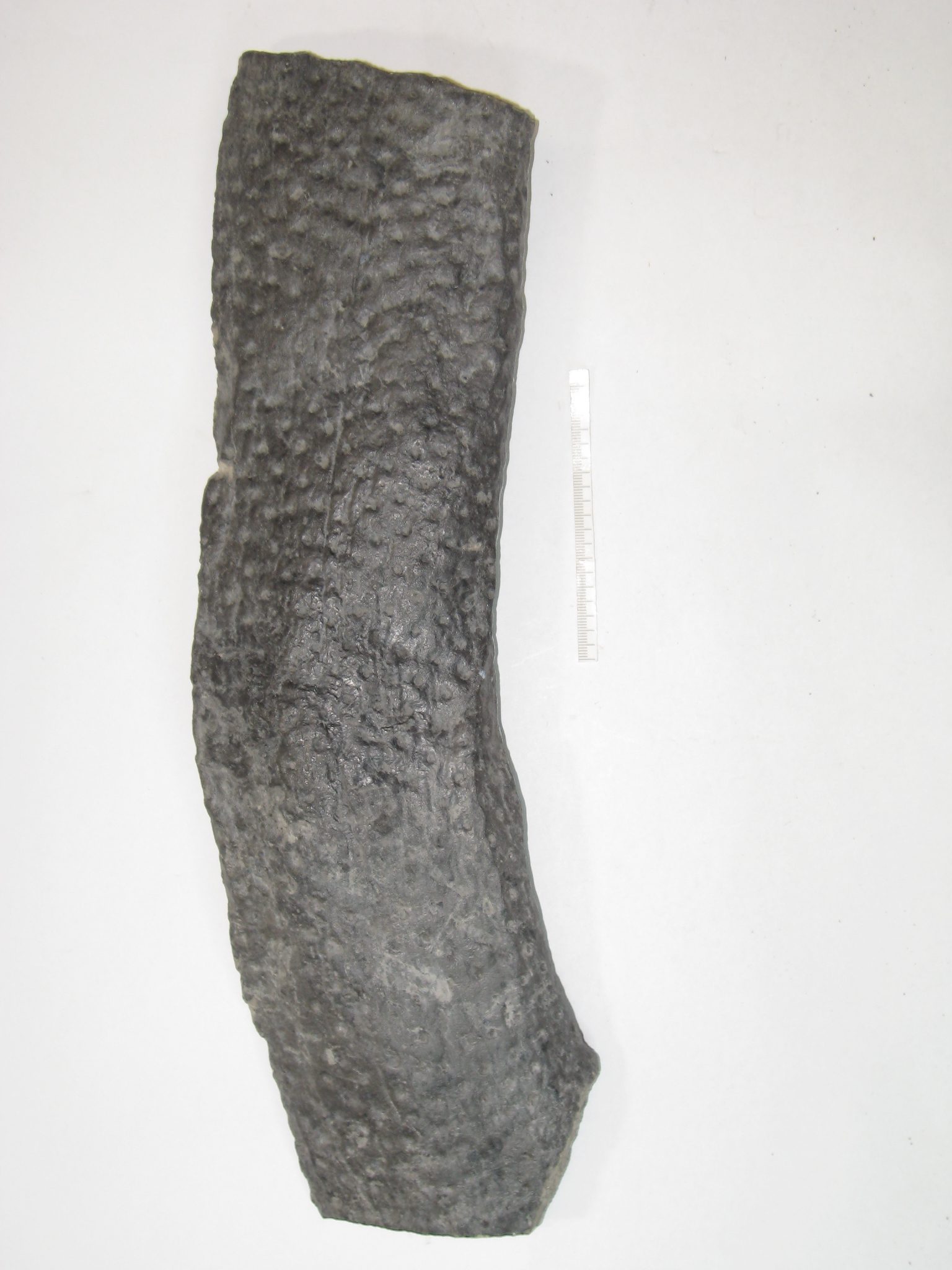 A fragment of dark gray, porous material with an elongated, slightly curved shape.