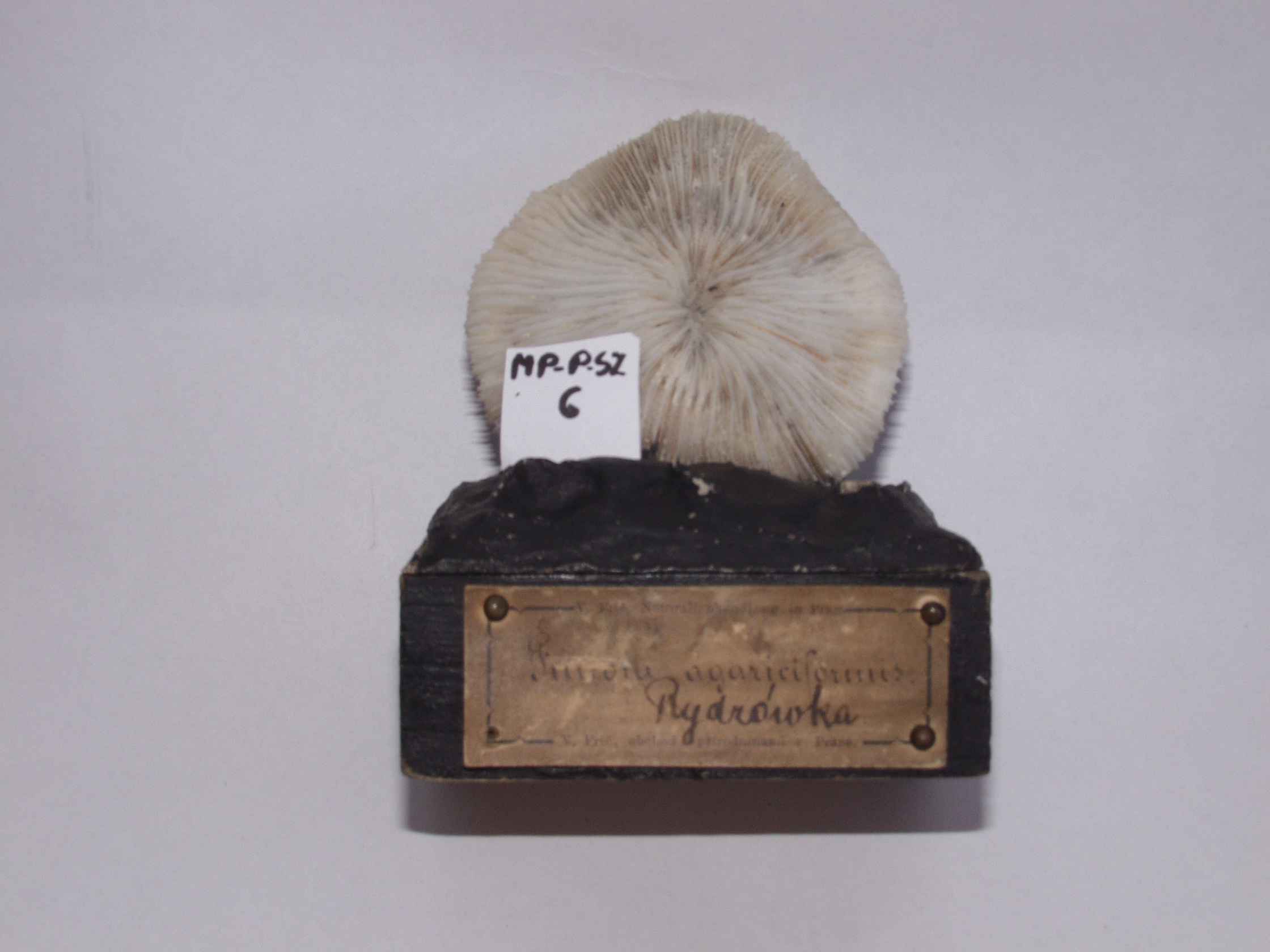 Preserved coral specimen mounted on a pedestal.