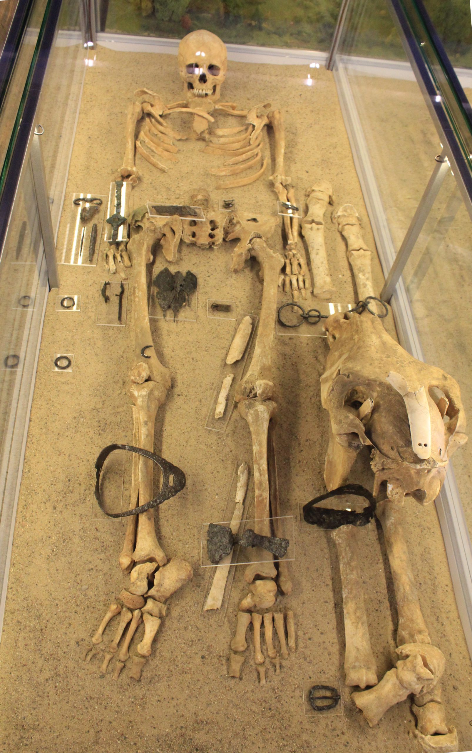 A skeleton of a warrior with horse equipment in a museum display case.